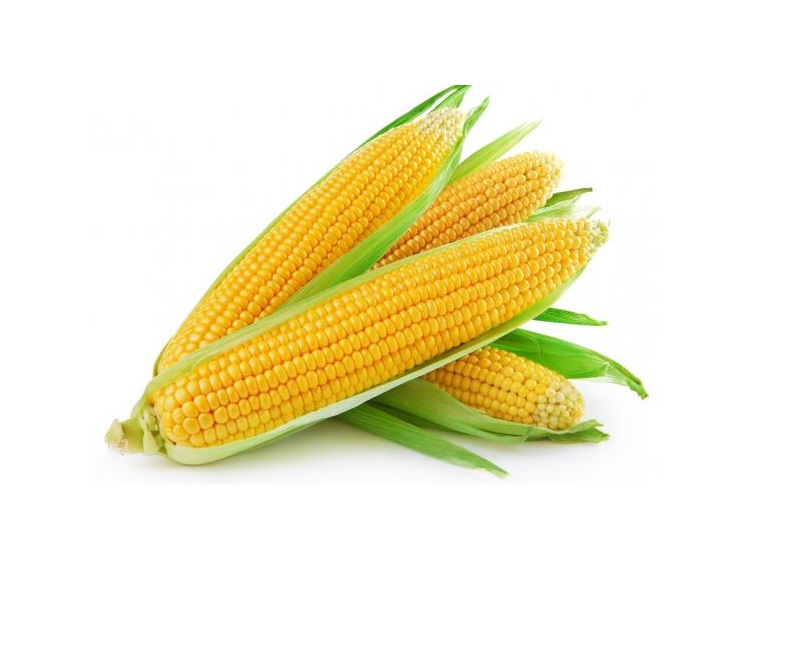 Apples Golden Traffic Light Ct