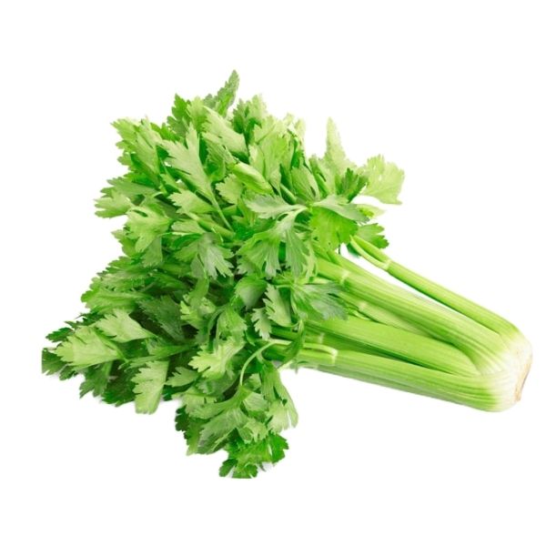 Celery Stalk Sleeve Ct